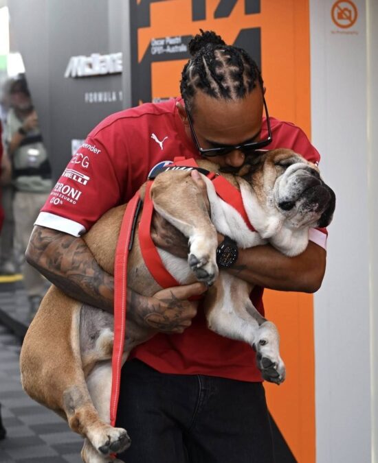 roscoe lewis hamilton dog