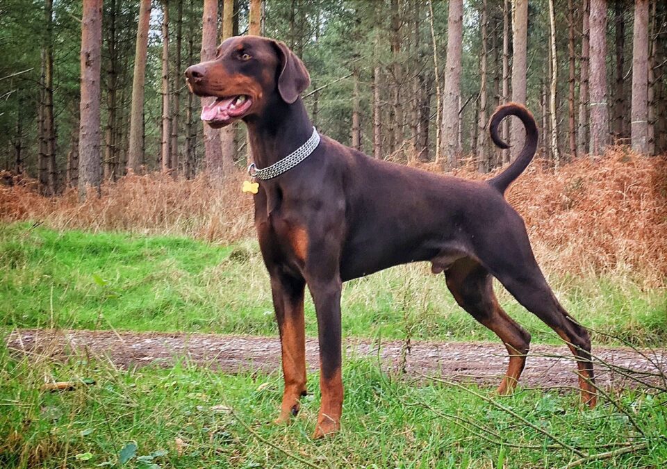 a  doberman